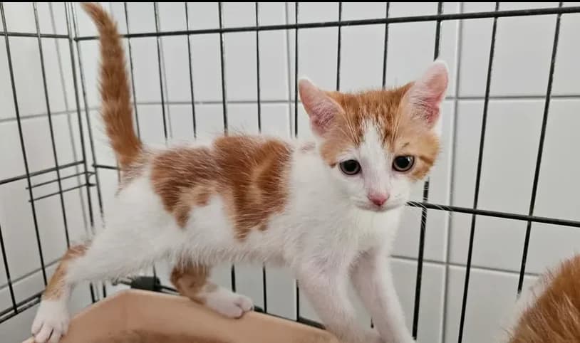 Pluton, male Mixed Breed for adoption at SPA Étalondes, Etalondes