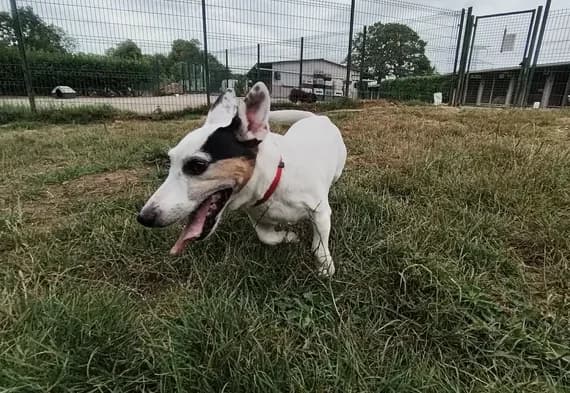 VOLT, male 5yo mixed breed for adoption at SPA Étalondes, Etalondes