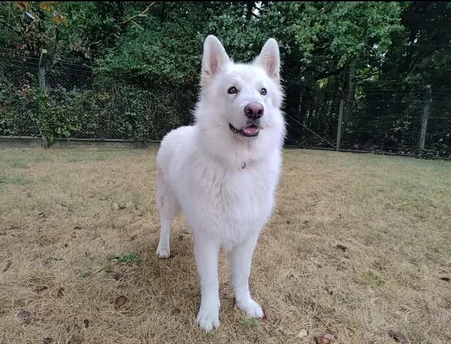 Rio, male 5yo mixed breed for adoption at SPA Étalondes, Etalondes