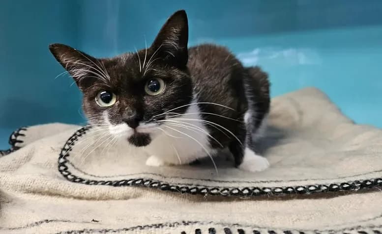 POPPINS, female Mixed Breed for adoption at SPA Arras (Tilloy), Arras