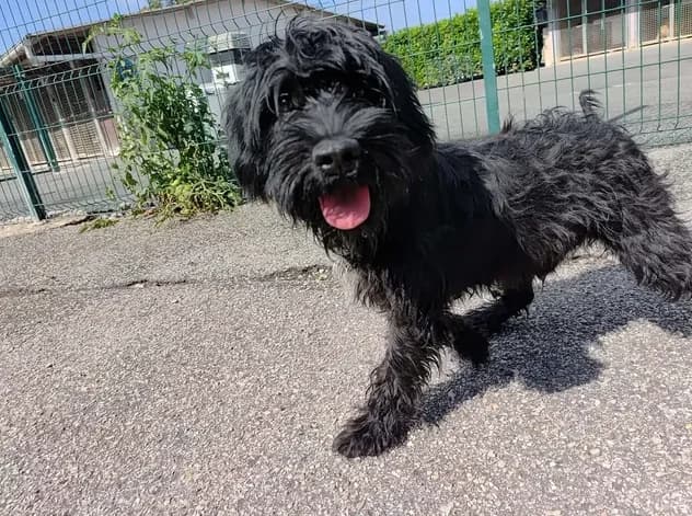 LEYKO, male mixed breed for adoption at Jean Leriche), Moree
