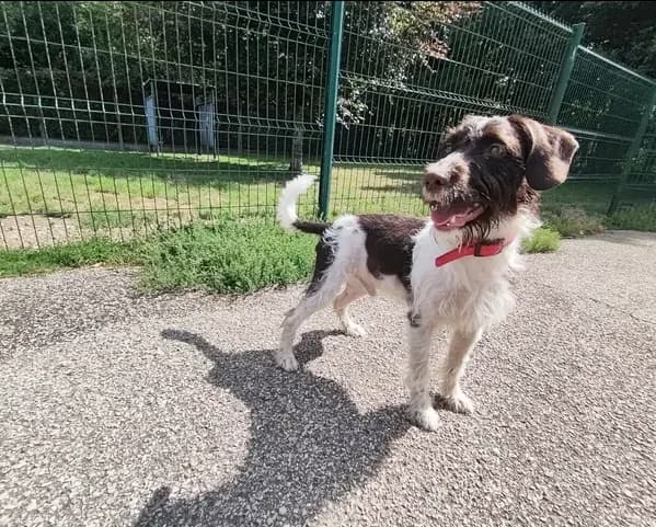 Cody, male young mixed breed for adoption at SPA Étalondes, Etalondes
