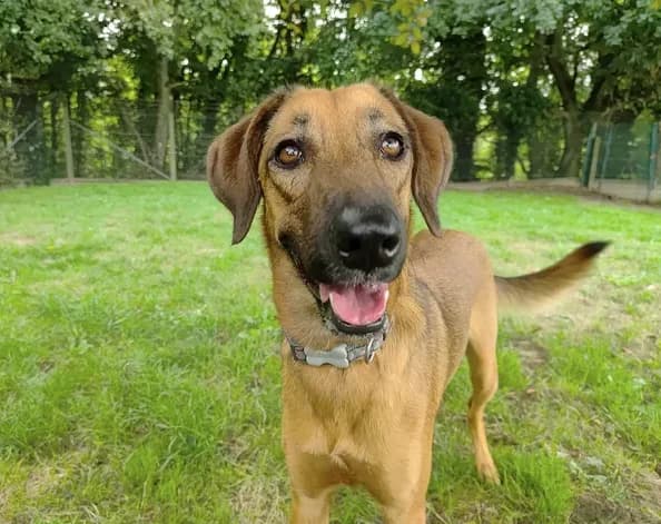SIMBA, female young mixed breed for adoption at SPA Étalondes, Etalondes