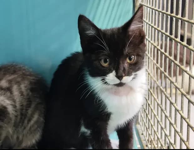OUPS, male Mixed Breed for adoption at SPA Étalondes, Etalondes