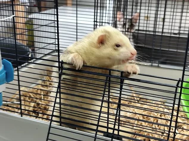 Furet blanc, male 4yo Mixed Breed for adoption at SPA Étalondes, Etalondes