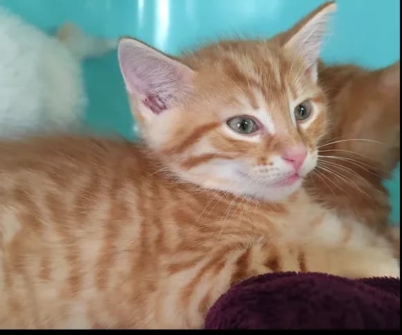 Scotch, male Mixed Breed for adoption at SPA Étalondes, Etalondes