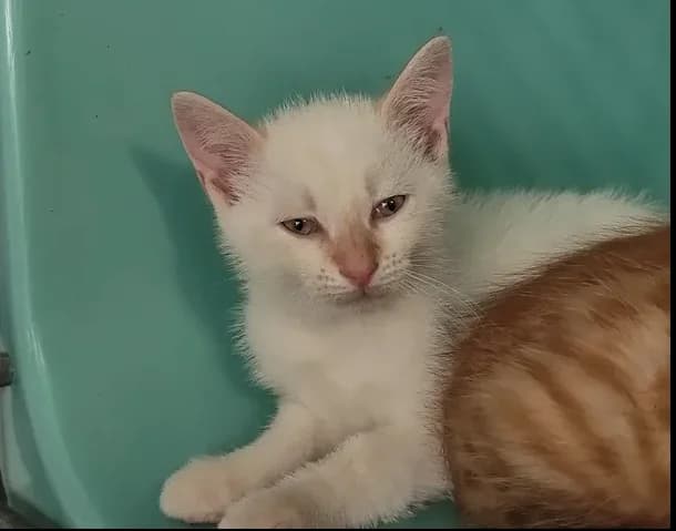 Charly, male Mixed Breed for adoption at SPA Étalondes, Etalondes