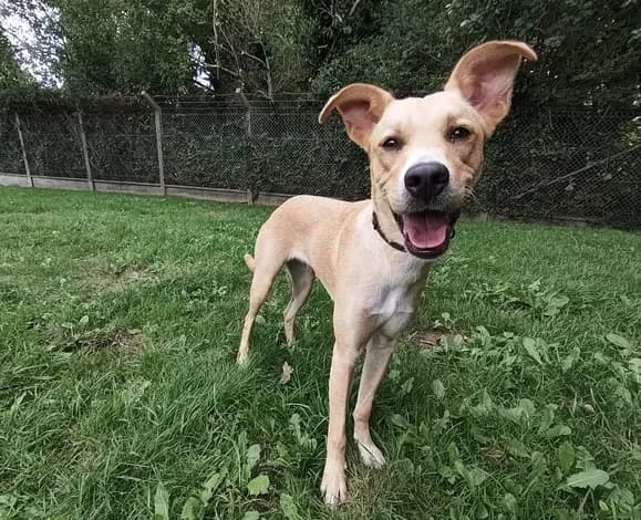 POLKA, female Mixed Breed for adoption at SPA Étalondes, Etalondes