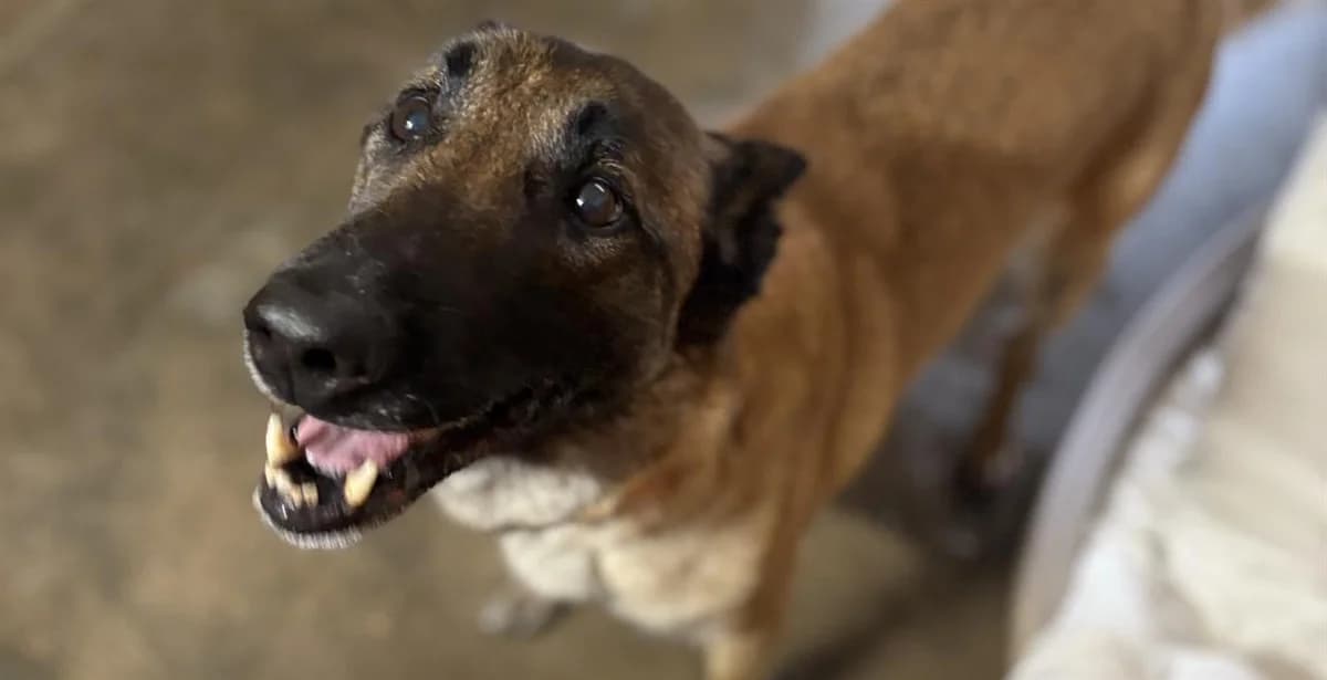 NIGAN DIT NINJA, female Belgian Malinois for adoption at Forbach