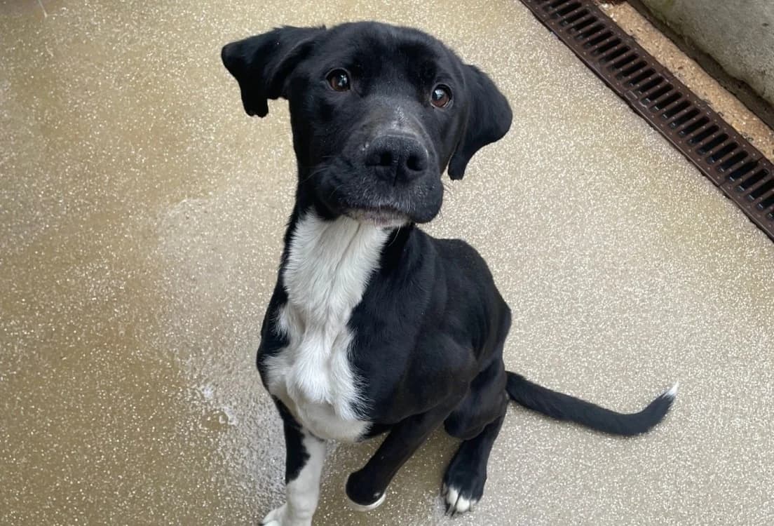 SHARL, male German Shorthaired Pointer for adoption at Forbach