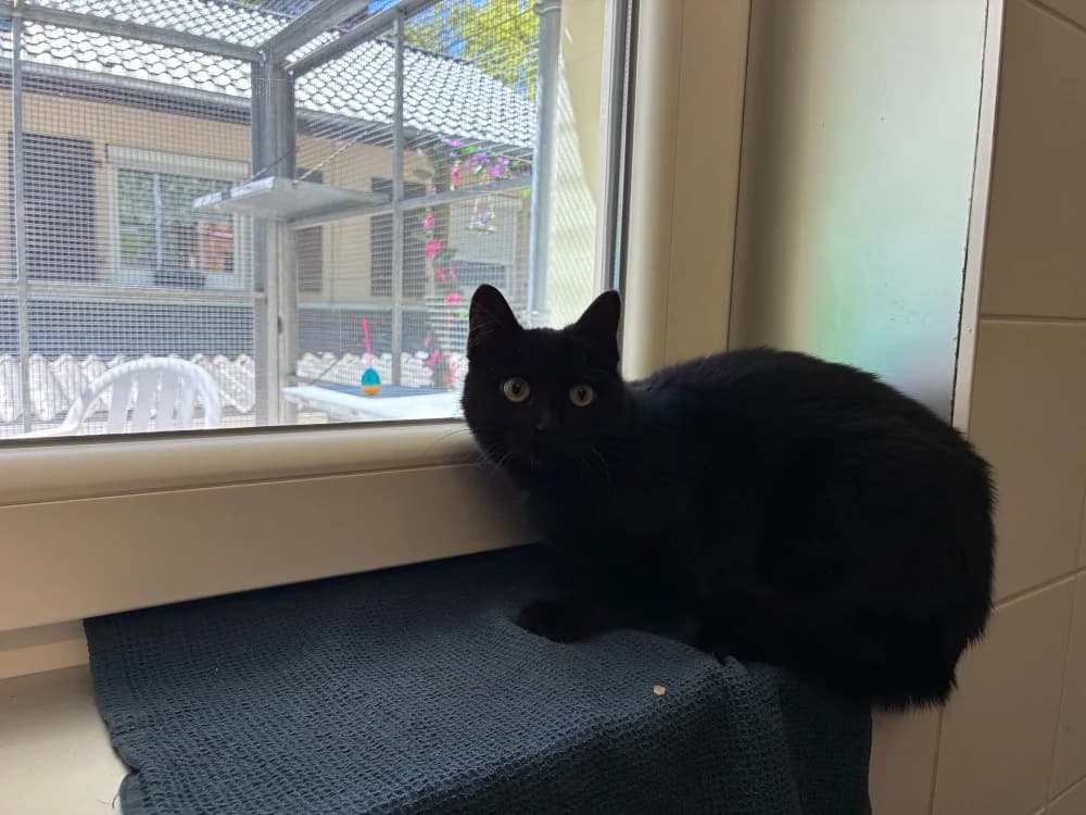 RIO, female mixed breed for adoption at SPA Forbach, Forbach