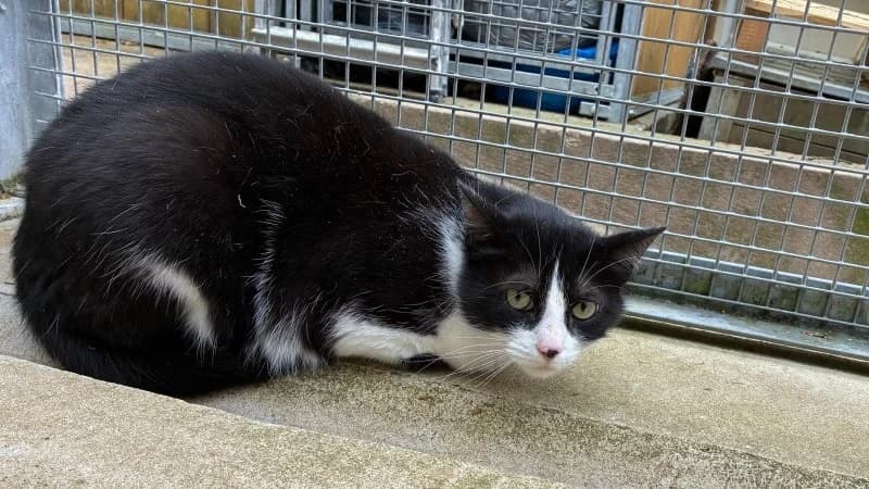 MINETTE, Mixed Breed (SPA Forbach)