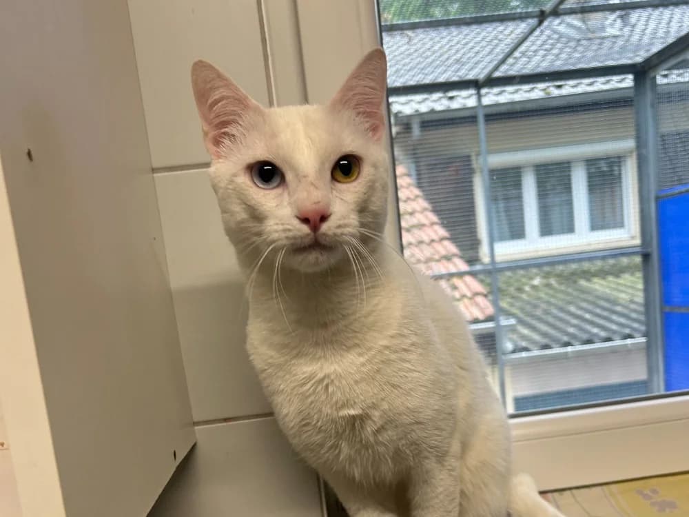 TAO, male young Mixed Breed for adoption at SPA Forbach, Forbach