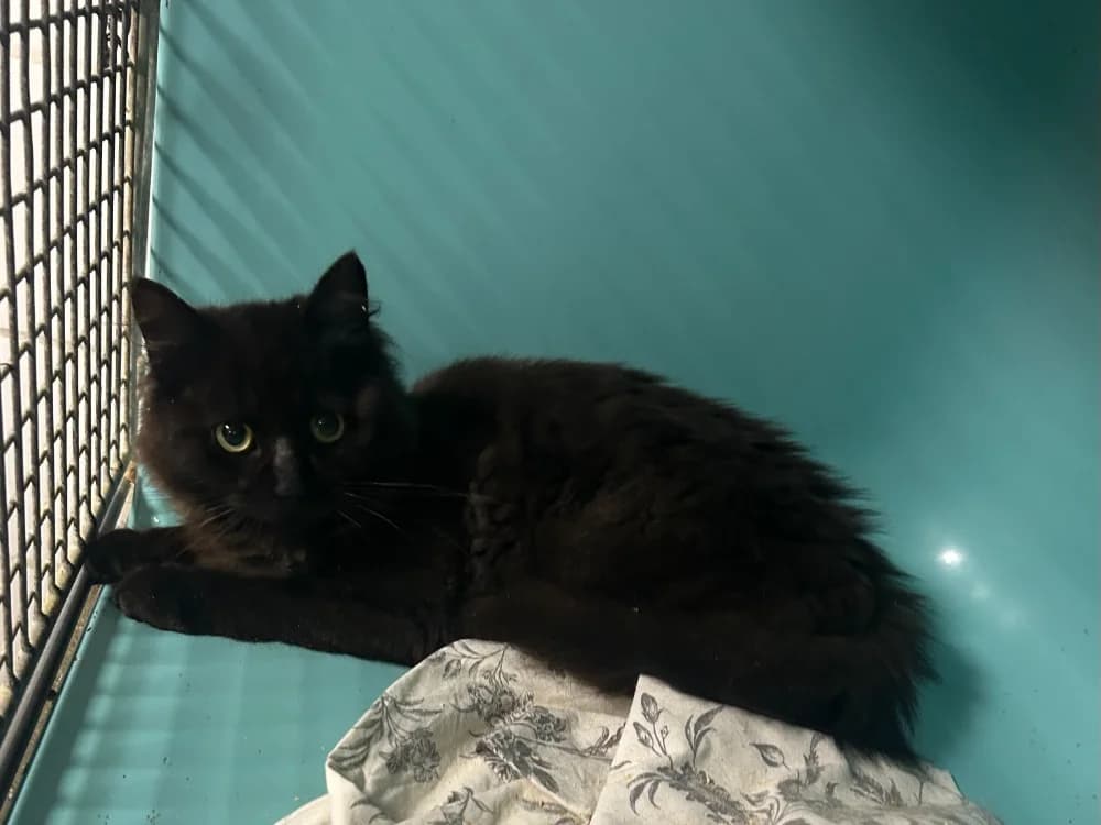 SATURNE, female Mixed Breed for adoption at SPA Forbach, Forbach