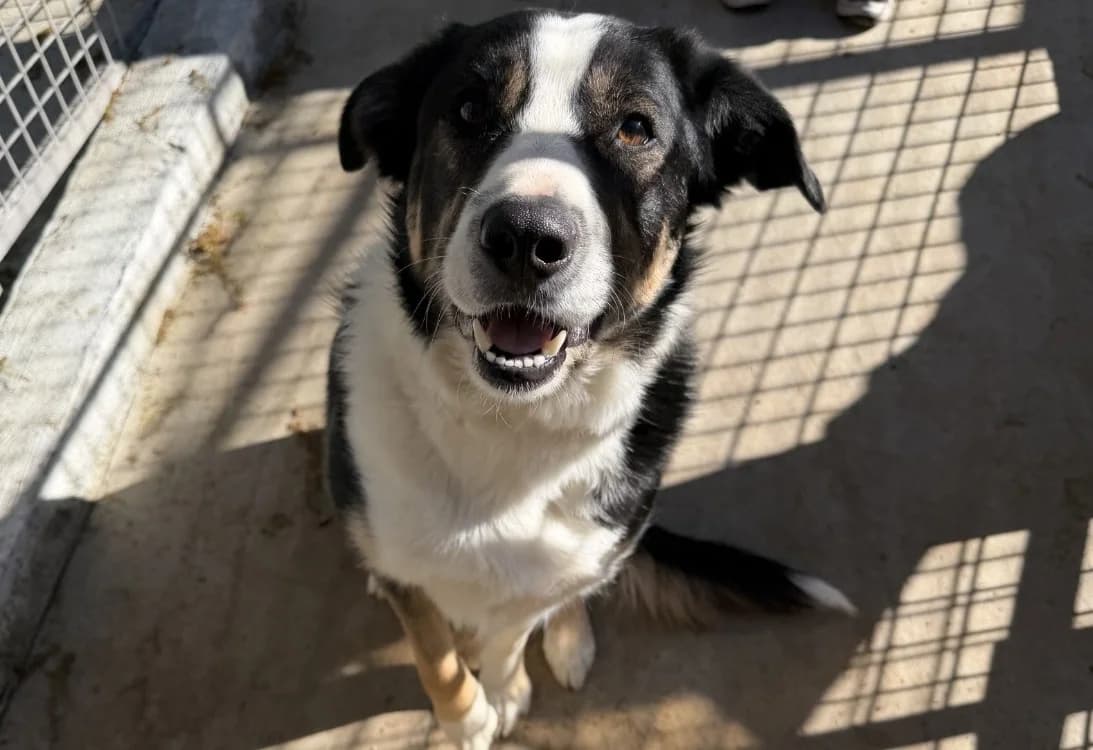 ZINGO, male 3yo Border Collie for adoption at SPA Forbach, Forbach