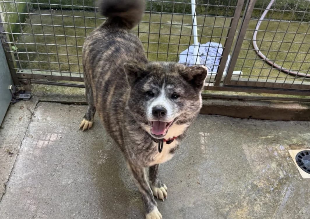 TSUKI, female 3yo Akita for adoption at SPA Forbach, Forbach