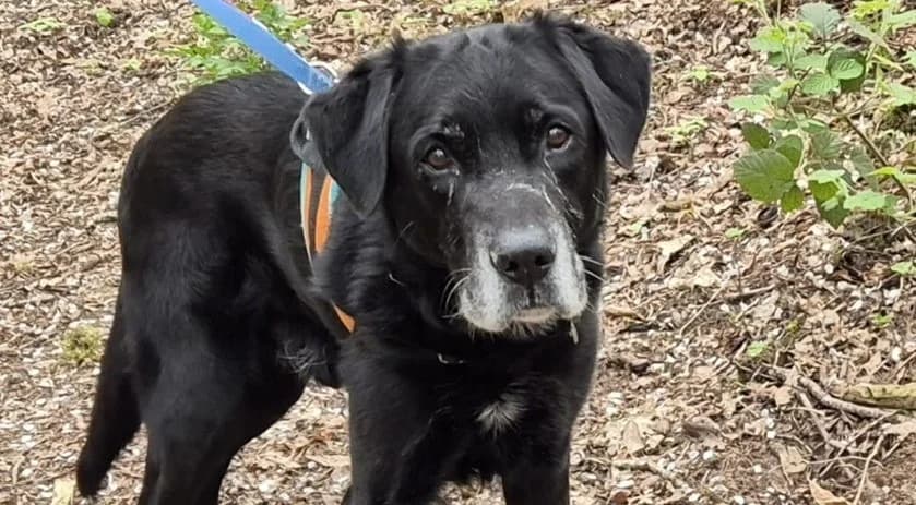 Blacky, male senior mixed breed for adoption at SPA Forbach, Forbach