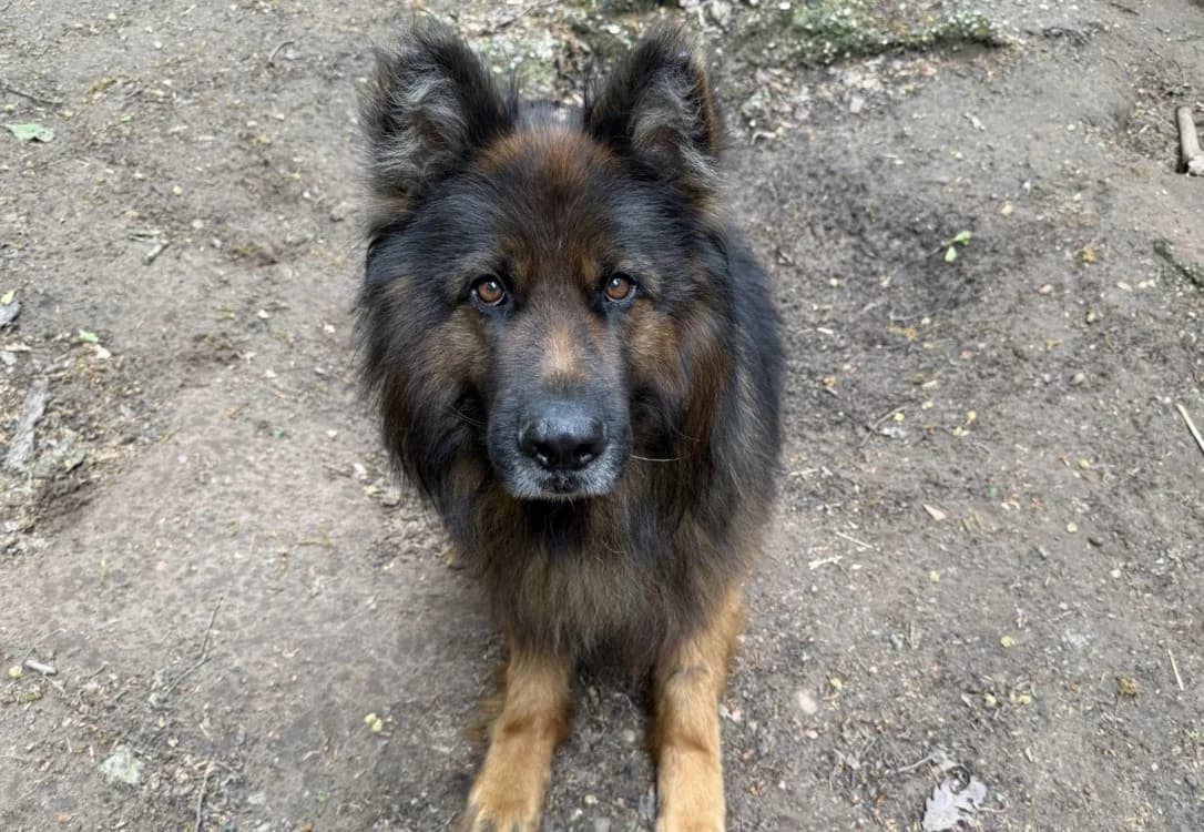 ORACLE, male 7yo German Shepherd for adoption at SPA Forbach, Forbach