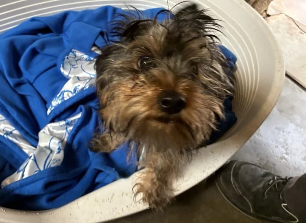 BIJOU, female young Yorkshire Terrier for adoption at SPA Forbach, Forbach