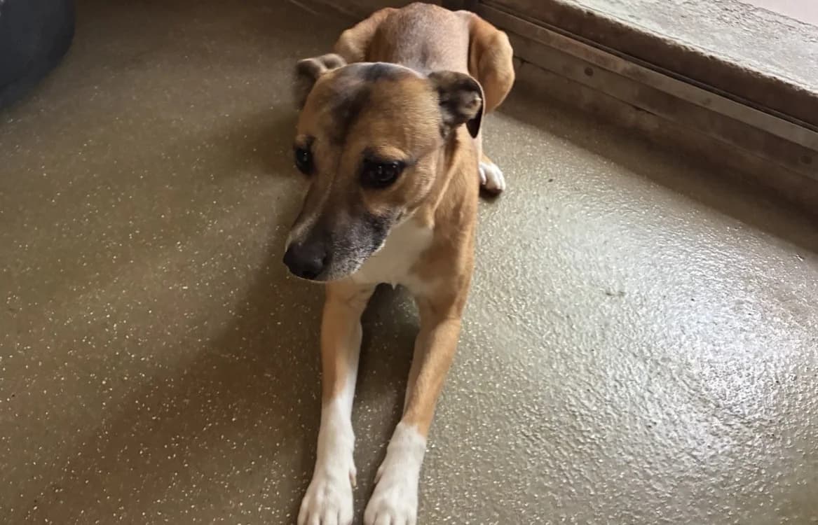 ROCKY, male 5yo Mixed Breed for adoption at SPA Forbach, Forbach