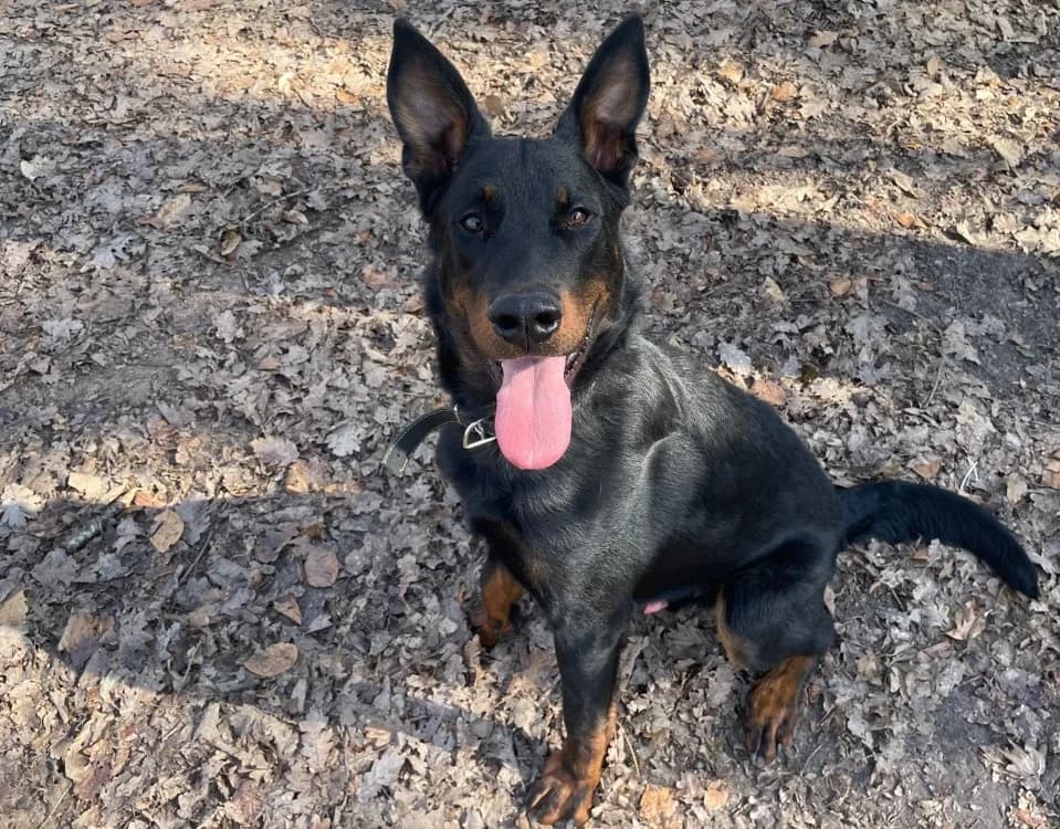 BLUE, male young mixed breed for adoption at SPA Forbach, Forbach
