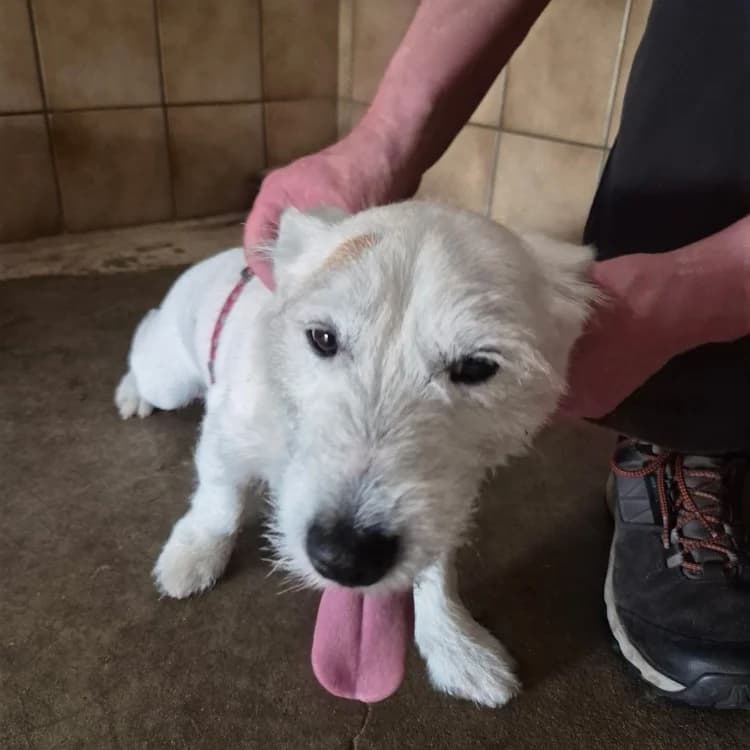 O'MALLEY, male 7yo Jack Russell Terrier for adoption at SPA Forbach, Forbach