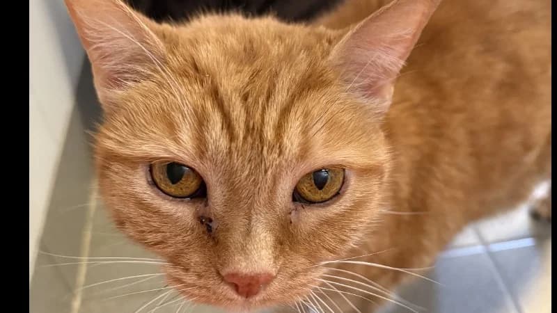 ZOE, female senior mixed breed for adoption at SPA Forbach, Forbach