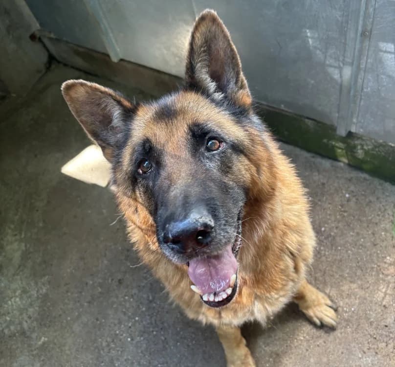 HADES, male senior German Shepherd for adoption at SPA Forbach, Forbach