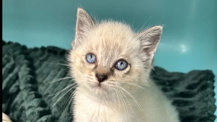 NICE, female Mixed Breed for adoption at SPA Forbach, Forbach