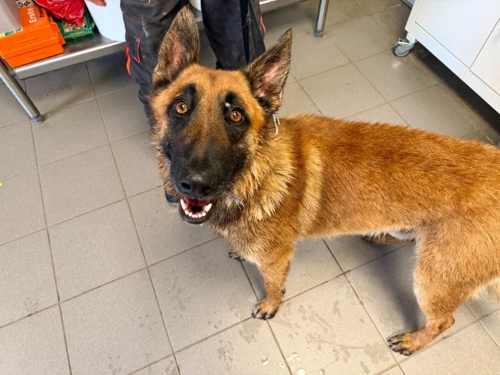 TIGER, male 3yo Mixed Breed for adoption at SPA Forbach, Forbach