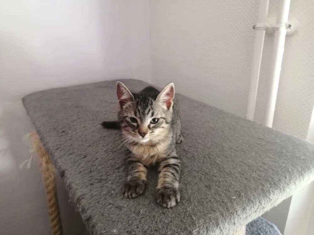 NINA, female mixed breed for adoption at SPA Forbach, Forbach