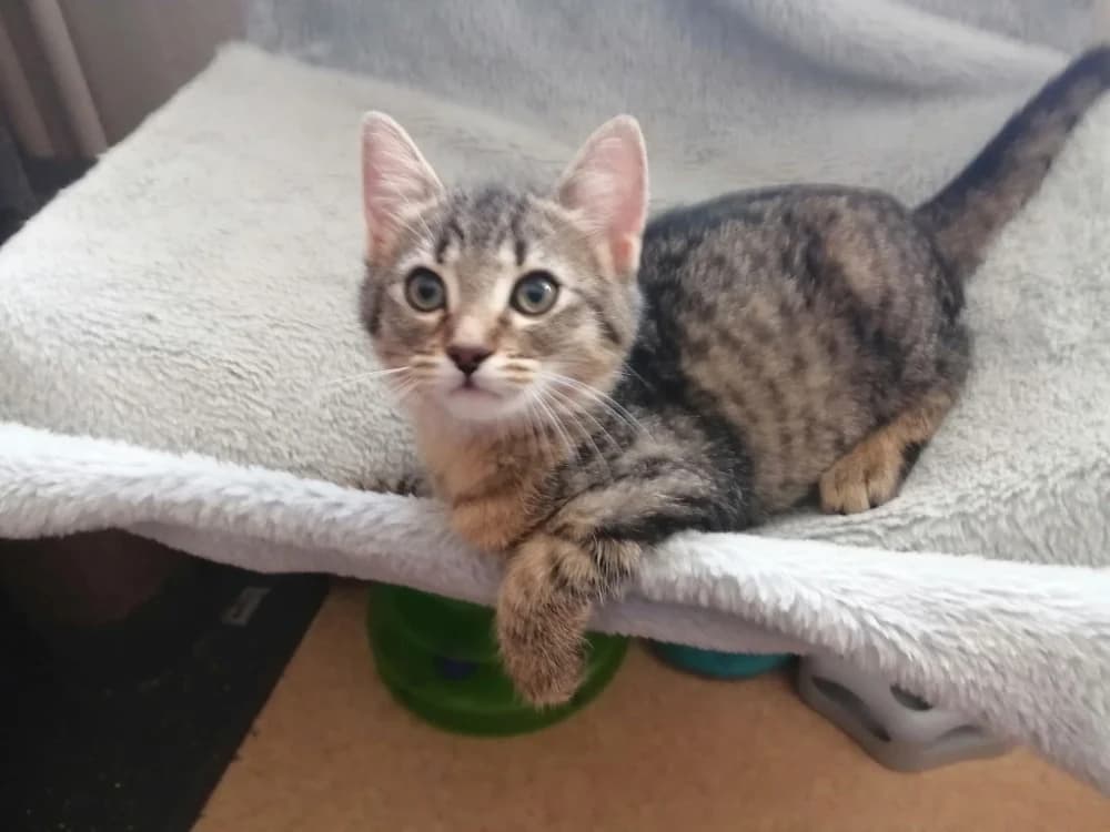 CAROU, female Mixed Breed for adoption at SPA Forbach, Forbach