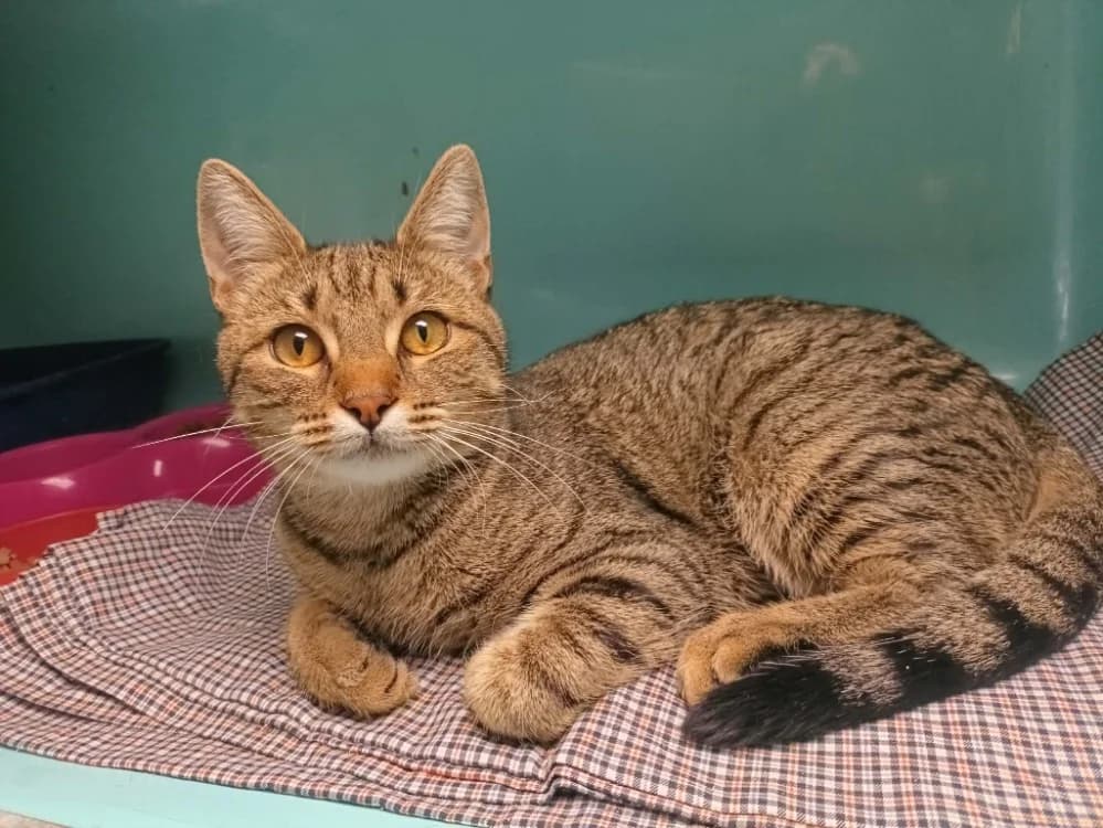 JACOB, male Mixed Breed for adoption at SPA Forbach, Forbach
