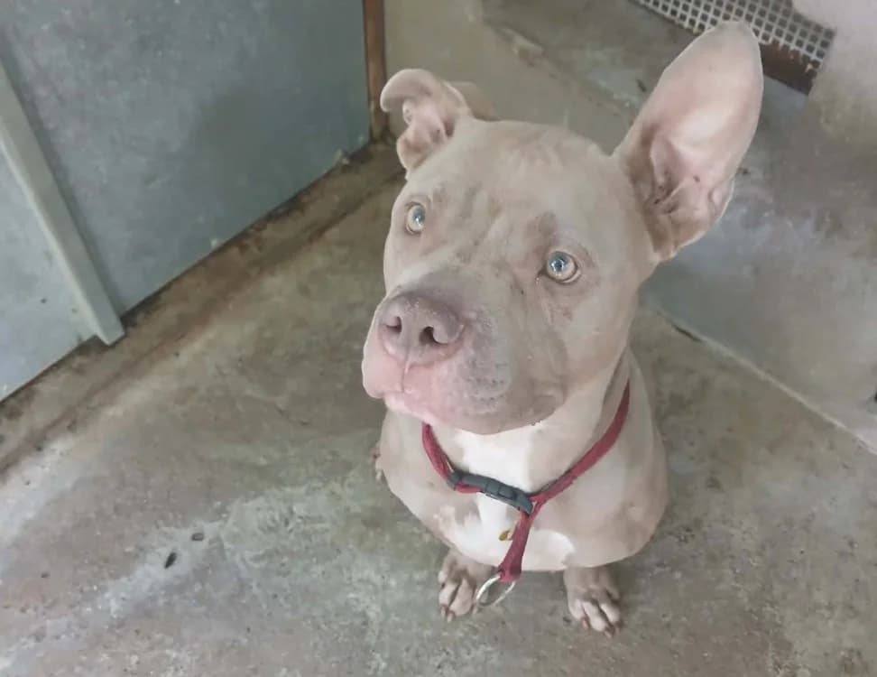 KYRA, female young American Bully for adoption at SPA Forbach, Forbach