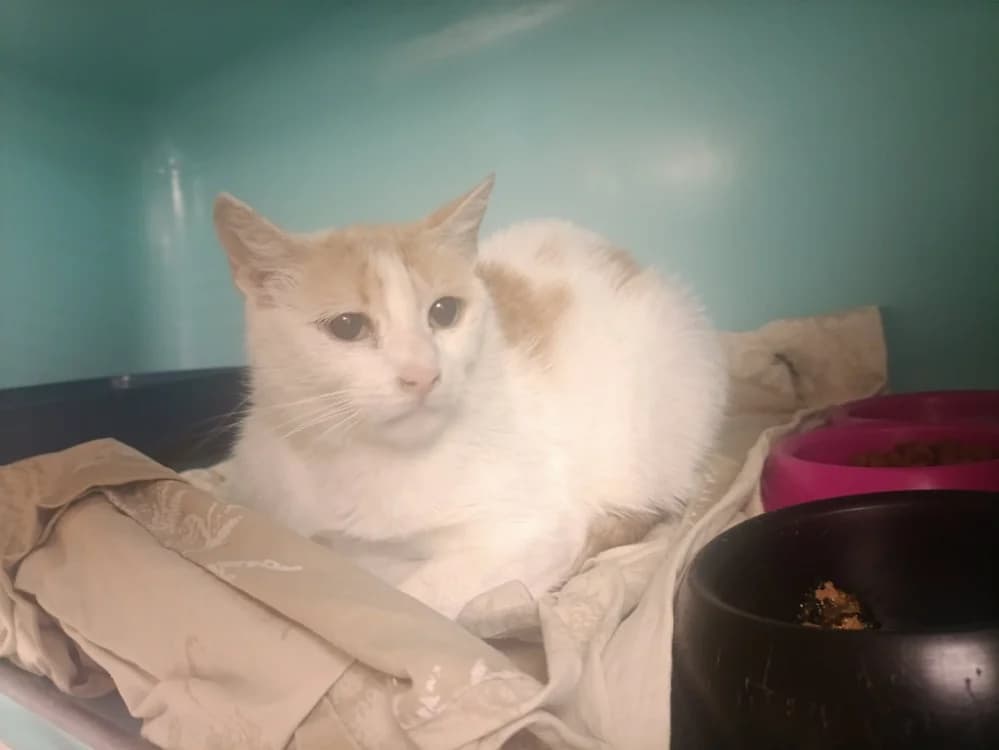 ITSUMI, female 7yo Mixed Breed for adoption at SPA Forbach, Forbach
