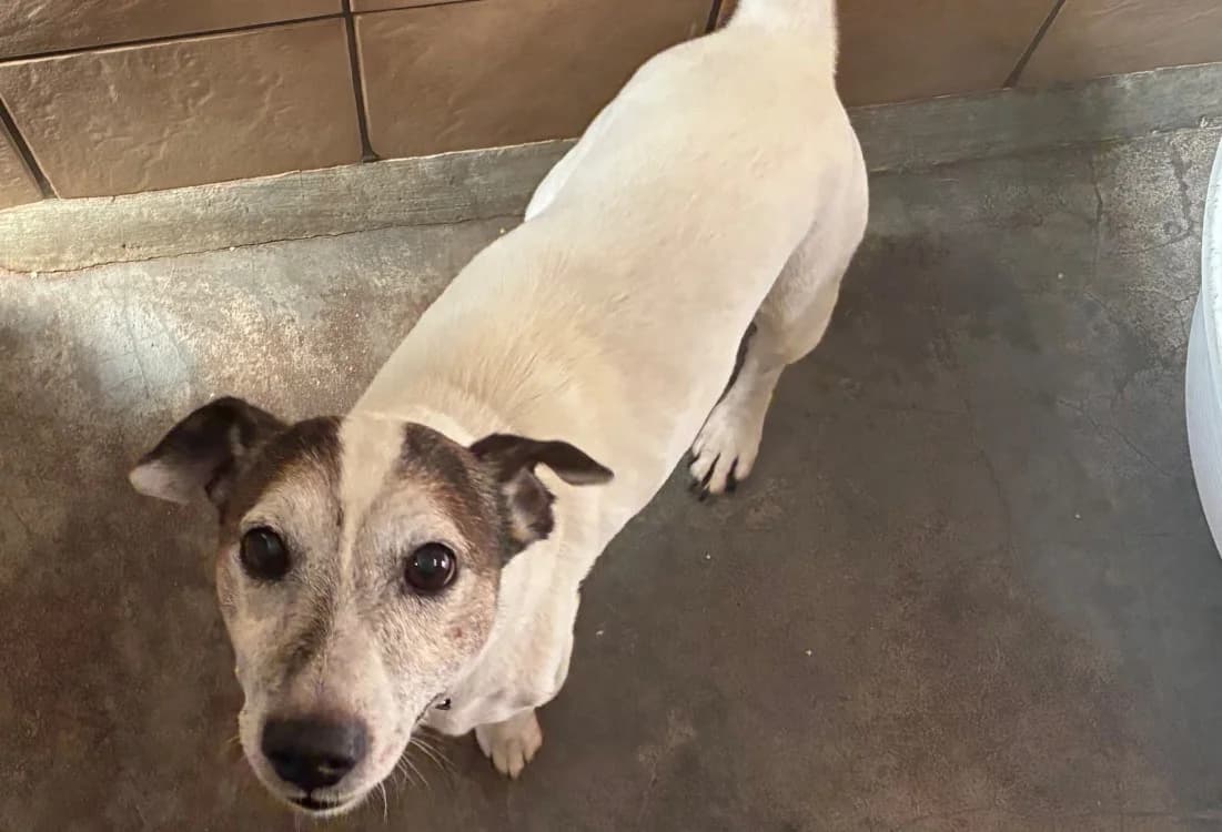 BALOU, male senior Mixed Breed for adoption at SPA Forbach, Forbach