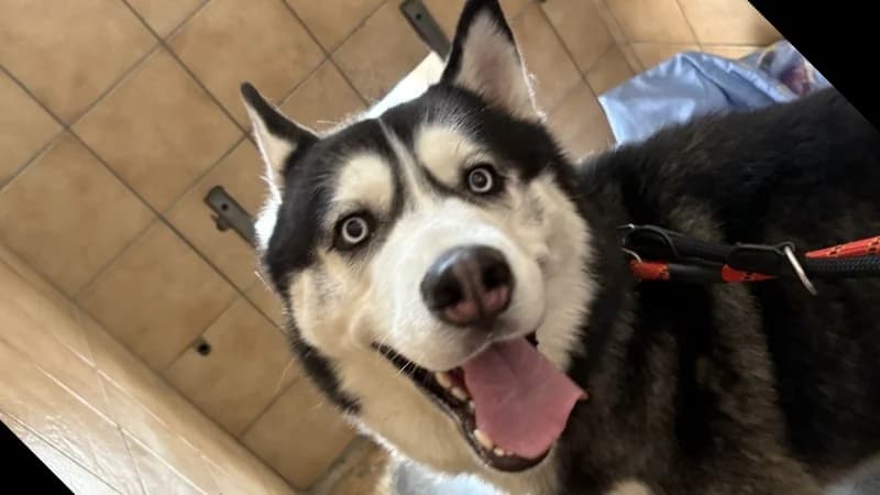 VALKO, male Husky for adoption at SPA Forbach, Forbach