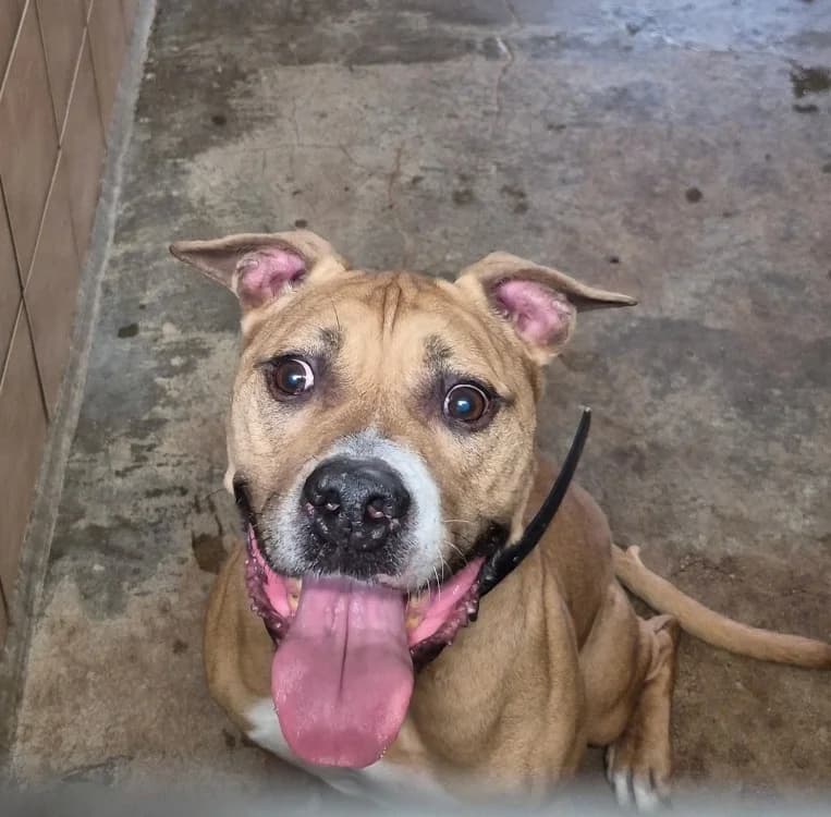 NIRO, male senior American Staffordshire Terrier for adoption at SPA Forbach, Forbach