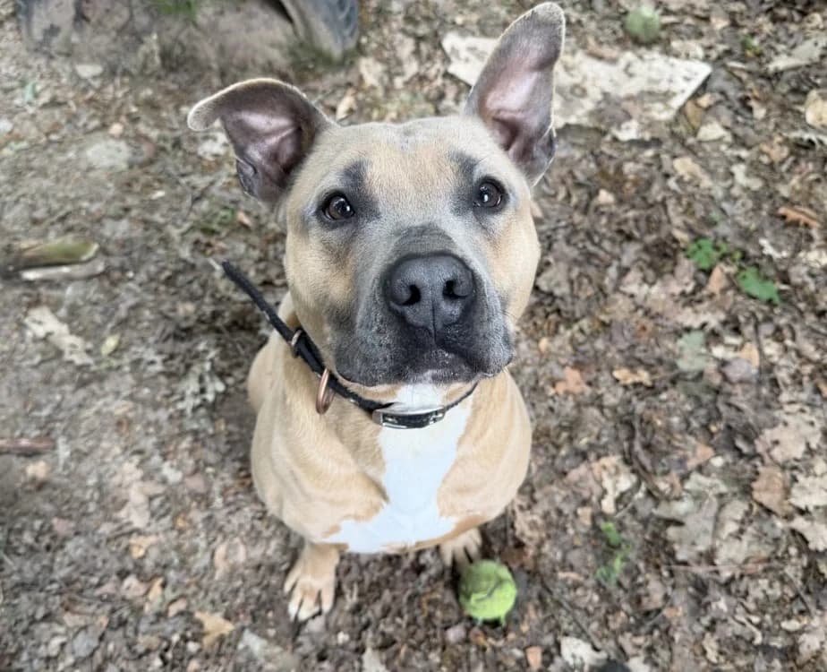 MALTESER, male young Mixed Breed for adoption at SPA Forbach, Forbach