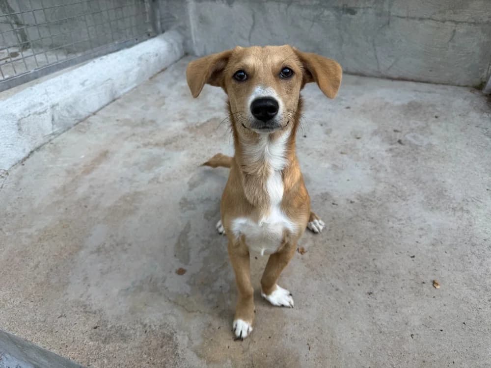 EMIL, Mixed Breed (SPA Forbach)