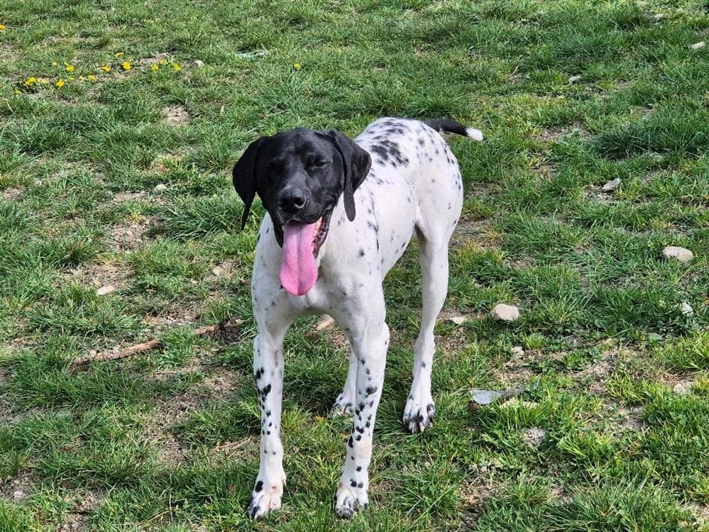 NUTS, male young German Shorthaired Pointer for adoption at SPA Forbach, Forbach