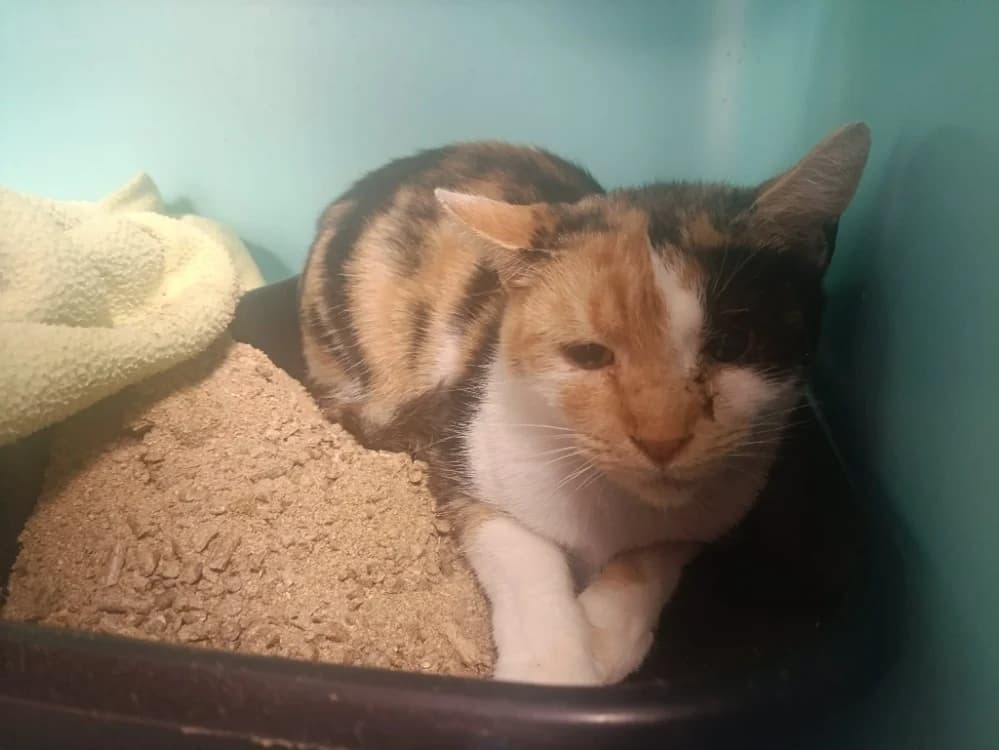 NATSU, female Mixed Breed for adoption at SPA Forbach, Forbach