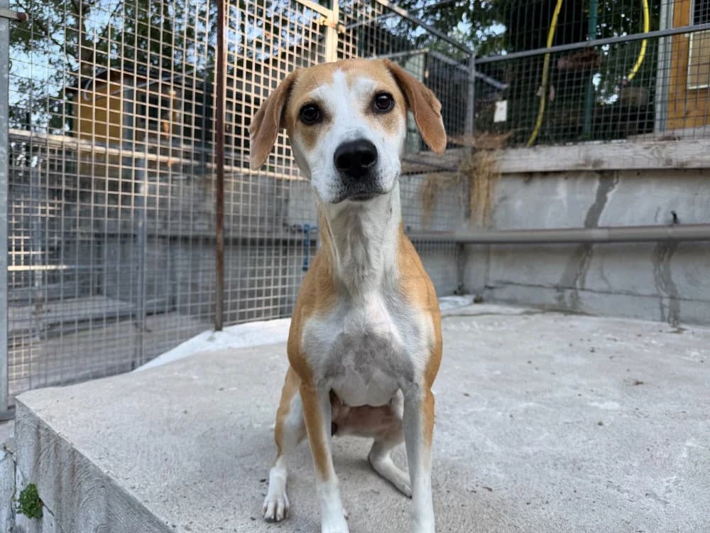 PINK, female Mixed Breed for adoption at SPA Forbach, Forbach