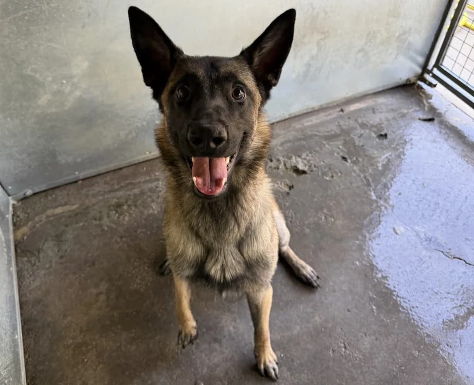 Boyka, male Belgian Malinois for adoption at SPA Forbach, Forbach