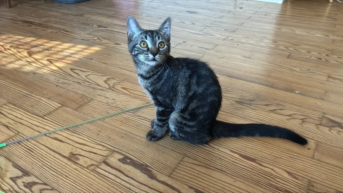 BERLIN, female Mixed Breed for adoption at SPA Forbach, Forbach