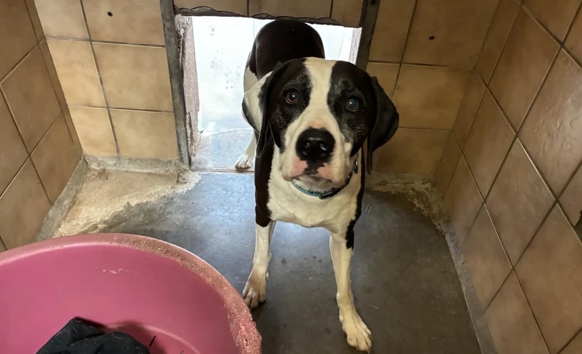 MAYLO, male 4yo mixed breed for adoption at SPA Forbach, Forbach