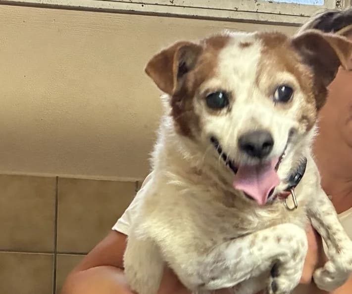 STEVEN, male 6yo Jack Russell Terrier for adoption at SPA Forbach, Forbach