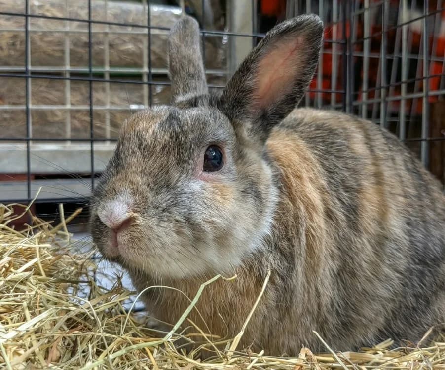 BRIOCHE, male Mixed Breed for adoption at SPA Forbach, Forbach