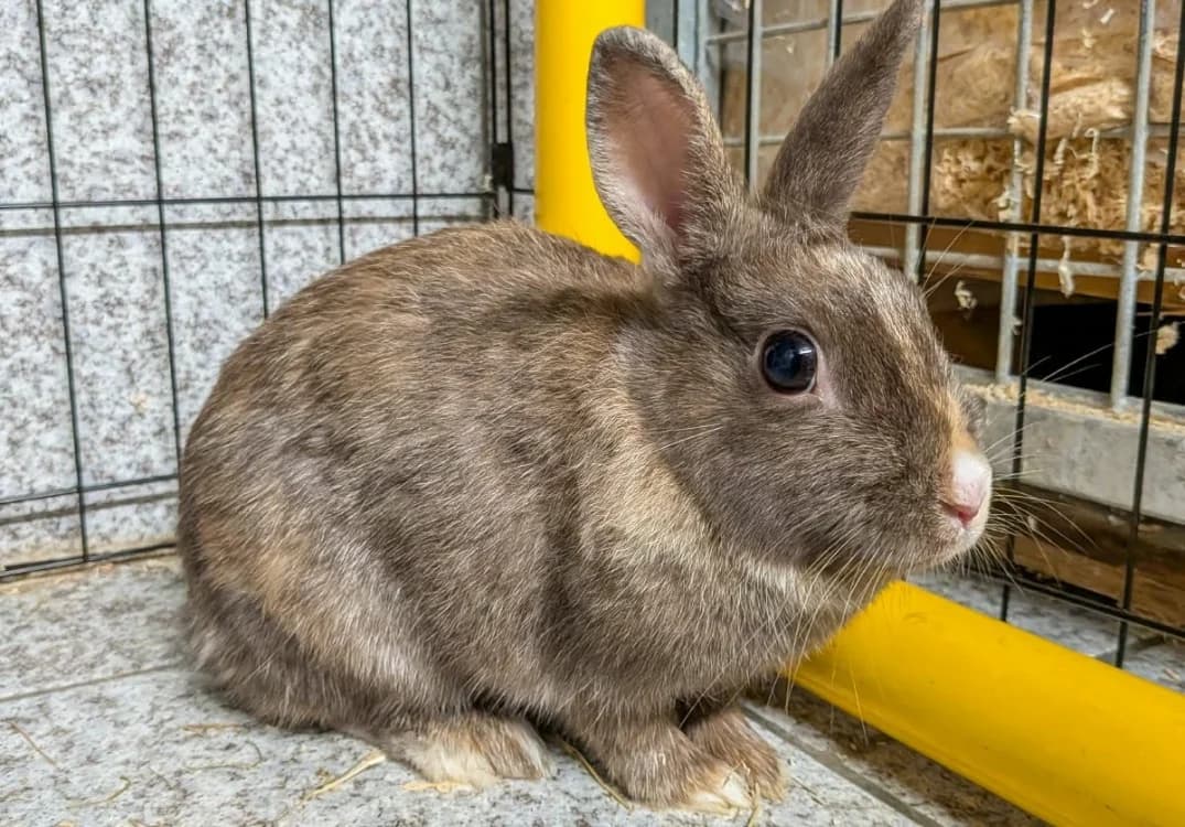 POPCORN, female Mixed Breed for adoption at SPA Forbach, Forbach