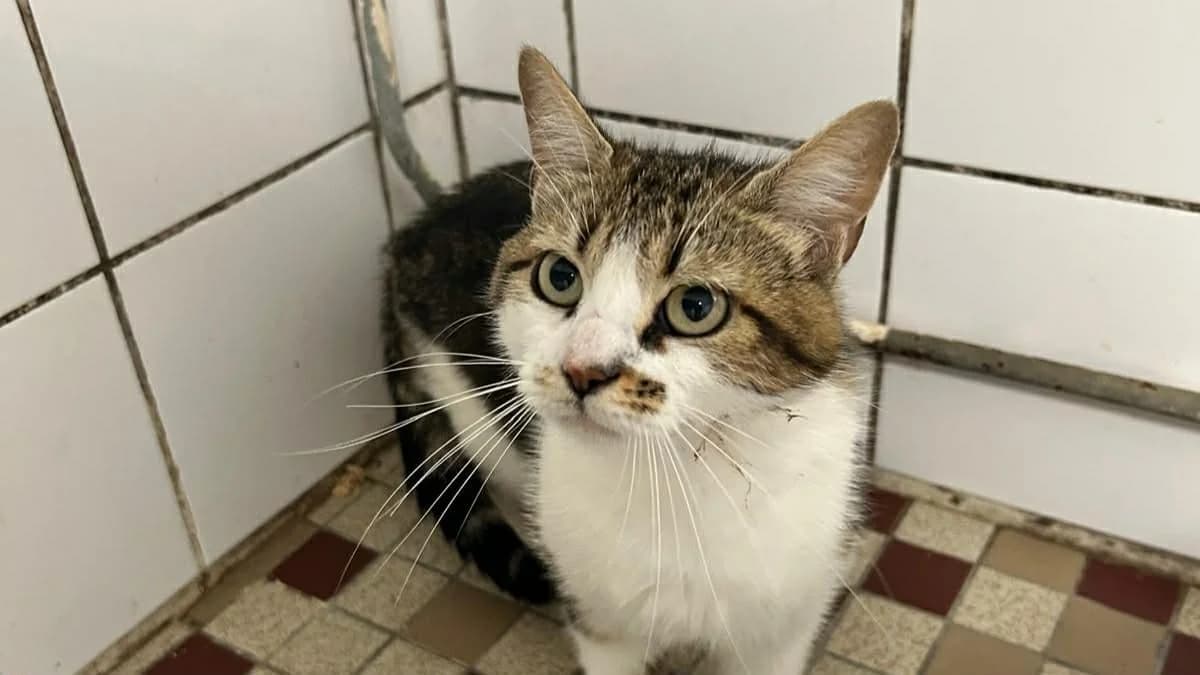 GAIA, female young Mixed Breed for adoption at SPA Forbach, Forbach